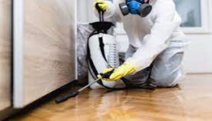 How Does Pest Control Work And What Can You Expect From Pest Control Professionals?