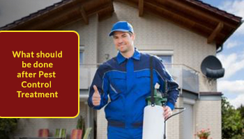What Should Be Done After Pest Control Treatment