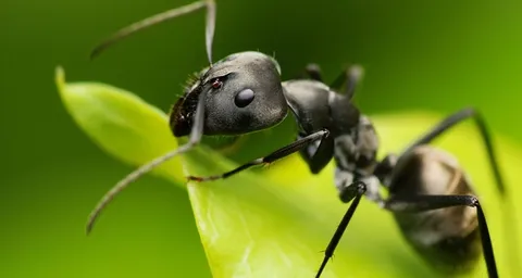 Affordable Ant Control Treatment in Melbourne