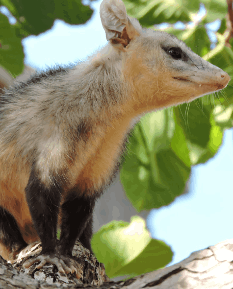 Different Types of Possums found in Australia