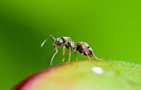 Why Ant Infestation is Risky? 