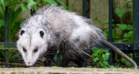 Why Attracts Possums to Your Property