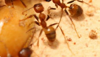 Can Pest Control Get Rid of Ants