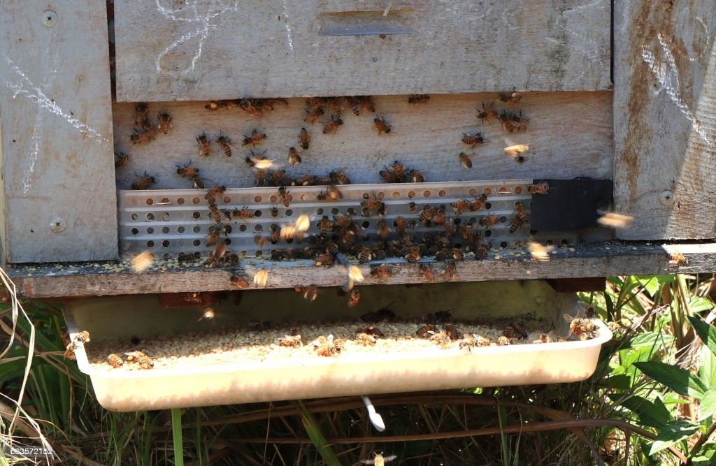 The financial impact of bees infestation